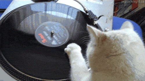 Record scratch moment - cat edition