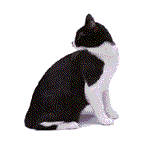BW Cat