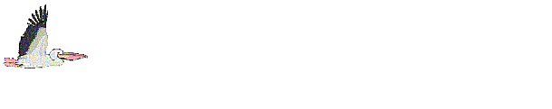 Pelican