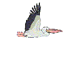 Pelican 2
